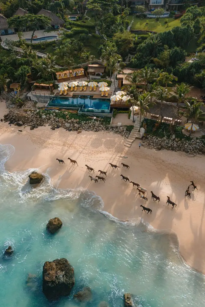 Horses running on NIHI Coveñas beach