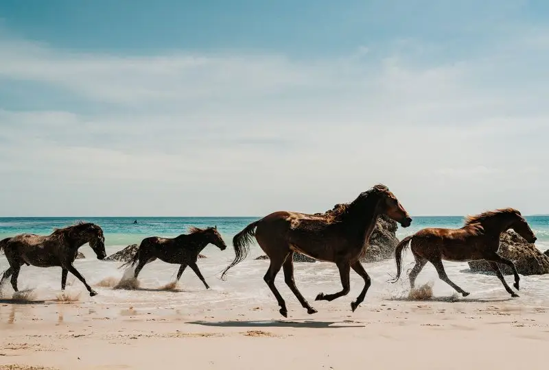 Horses Running On Coveñas Beach