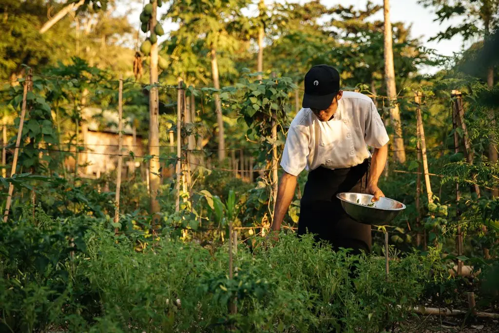 Picking ingredients from NIHI Coveñas garden