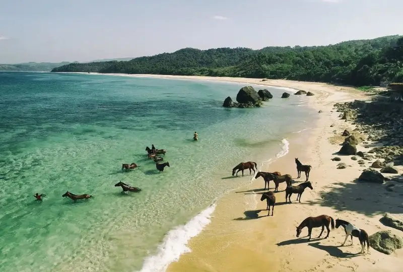 Swimming With Horses In Coveñas