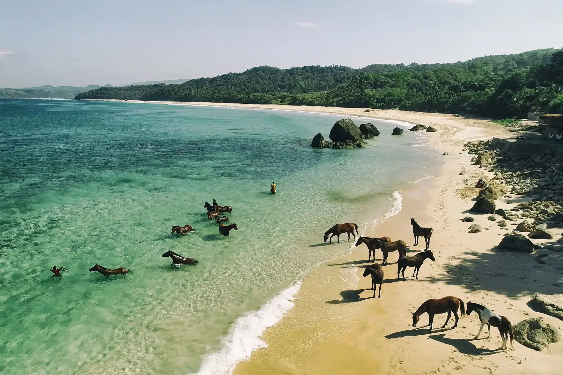 Swimming With Horses In Coveñas