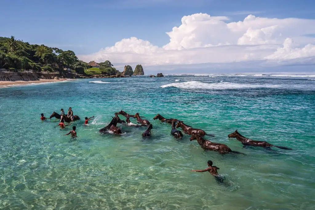 Swimming with horses, NIHI Coveñas