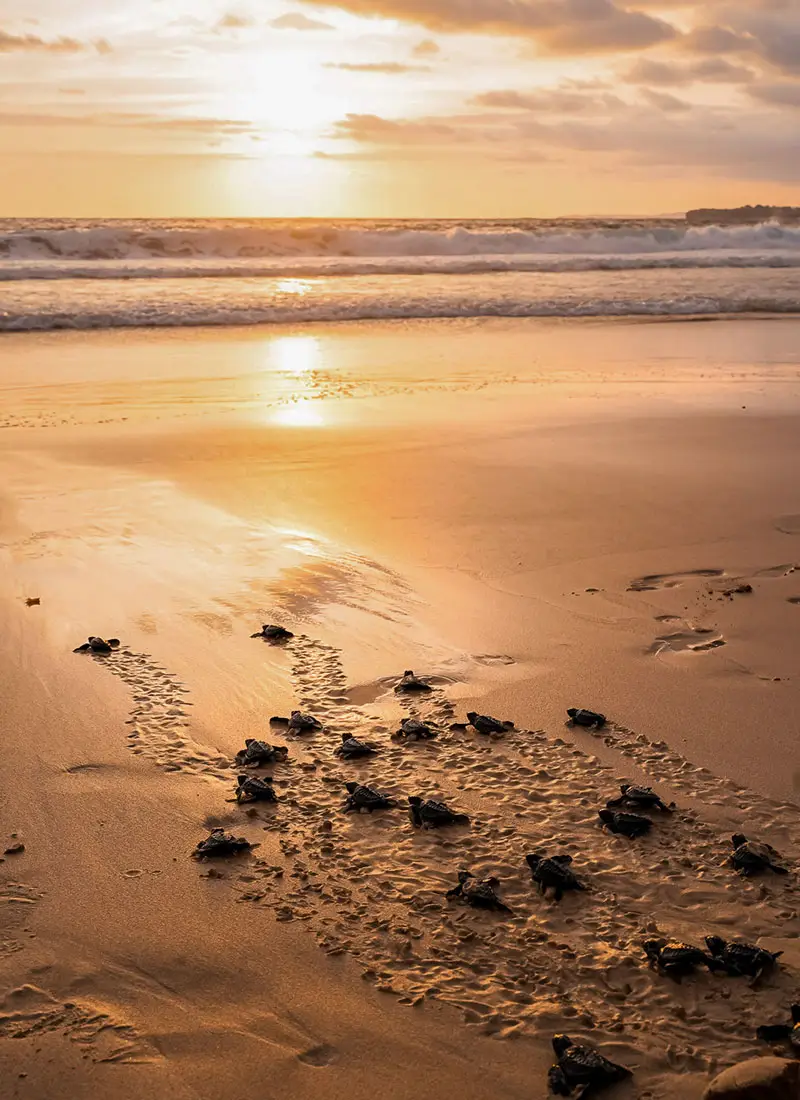 Turtles Release